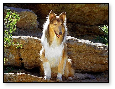 collie pictures