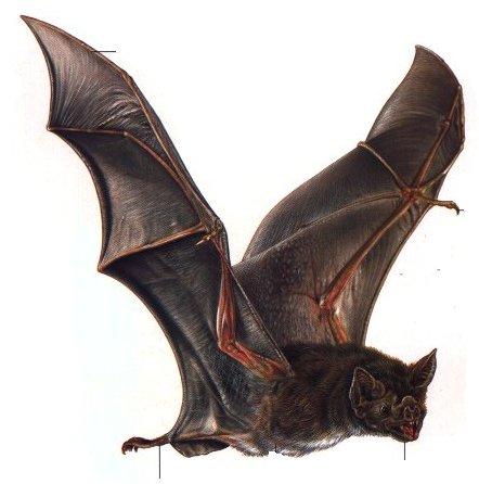 vampire bats flying. seen a bat flying around